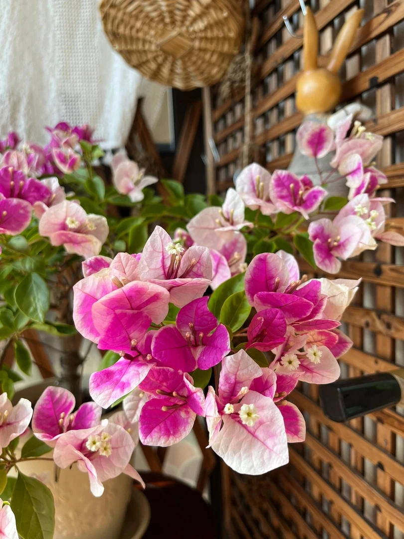 【漳红樱】三角梅盆栽庭院阳台飘枝爬藤地栽绿植花卉（终生包对版）