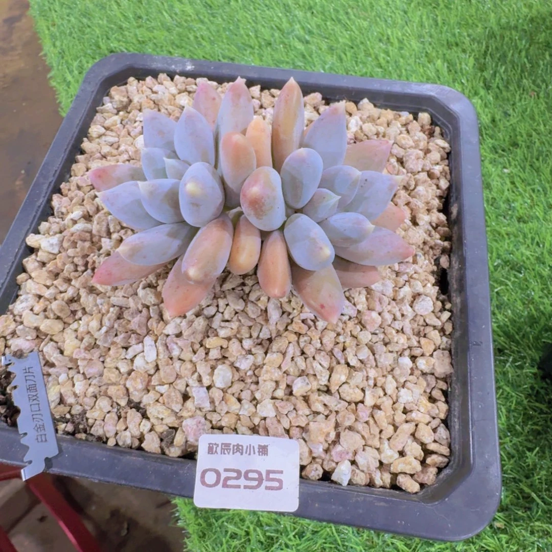 多肉植物胖体哥特0295