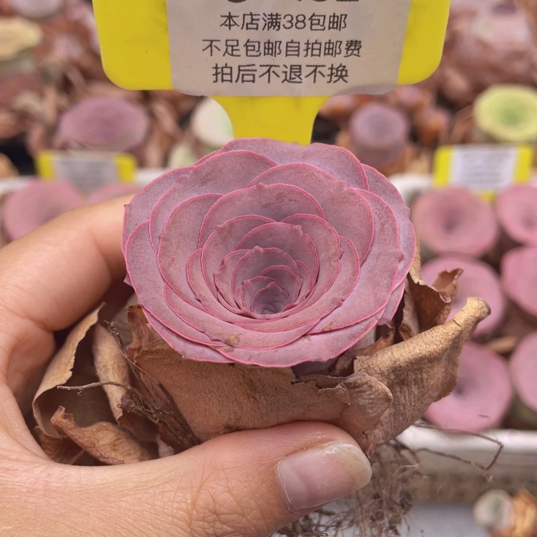 山地玫瑰C152满38包邮裸根发货