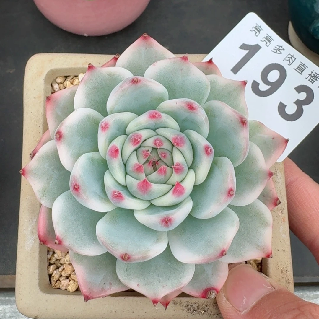 吉娃娃锦          摇身一变高富帅，一夜暴富动作快