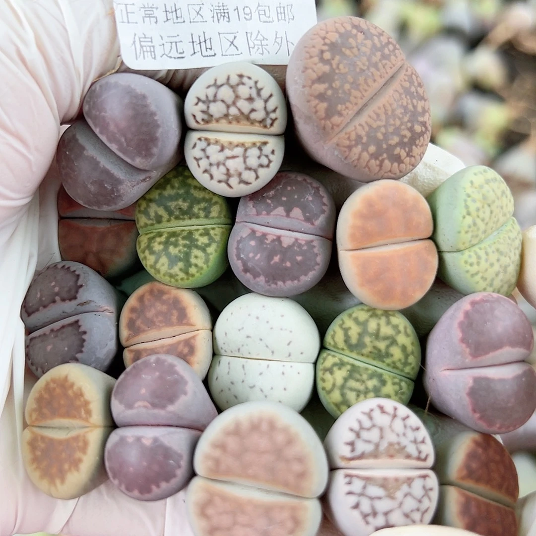 4910 好养易活生石花大母本18个1.5-2cm下播福利