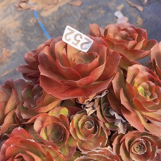 阳***光多肉植物一个美金