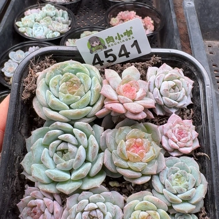 葫***子多肉植物多肉植物