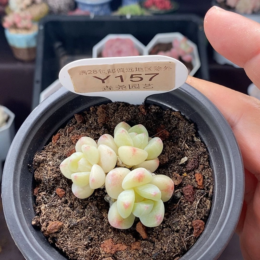 孙***人0157 冰玉三头 4cm