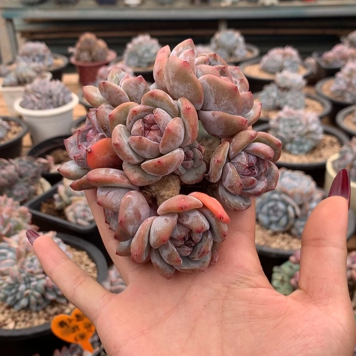 8头石榴籽小脸花花花花