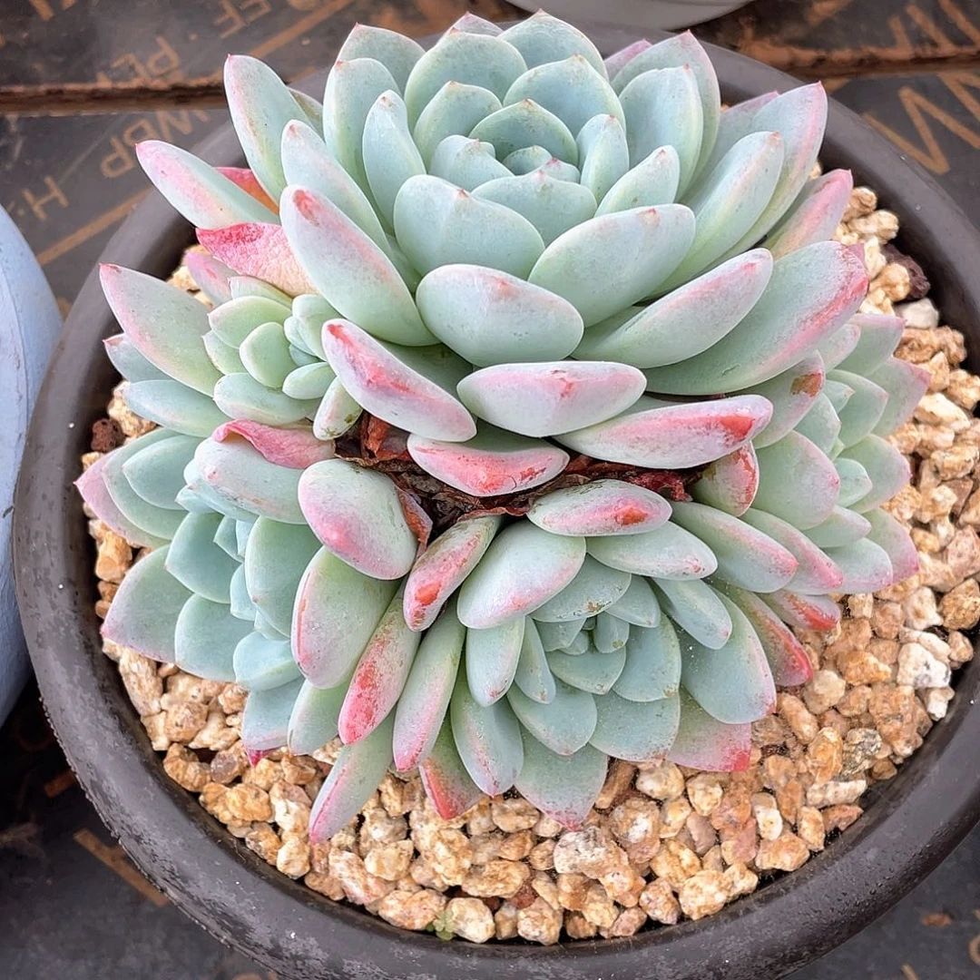 多肉植物一物一拍