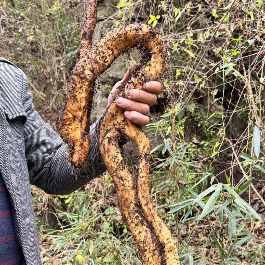 山药（秦岭大山野生山药）煲汤味道鲜美