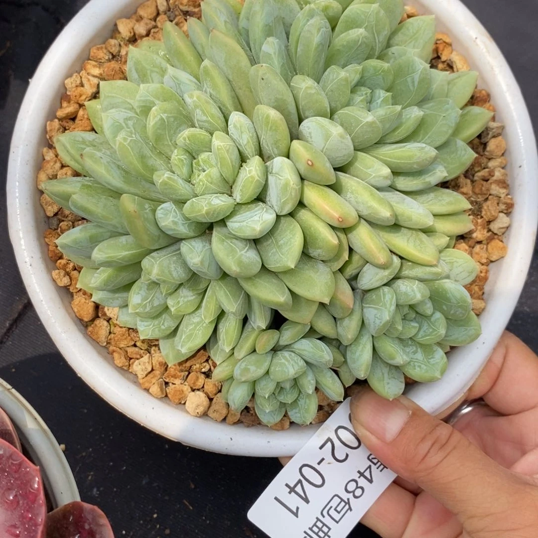 夏悦多肉902-41百搭翡翠