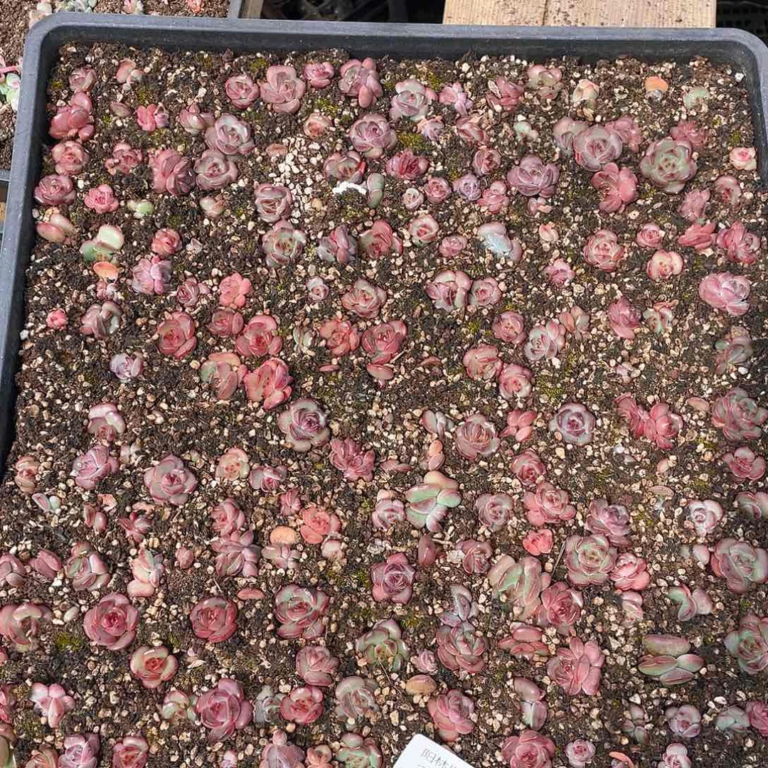 +***～多肉植物多肉植物268