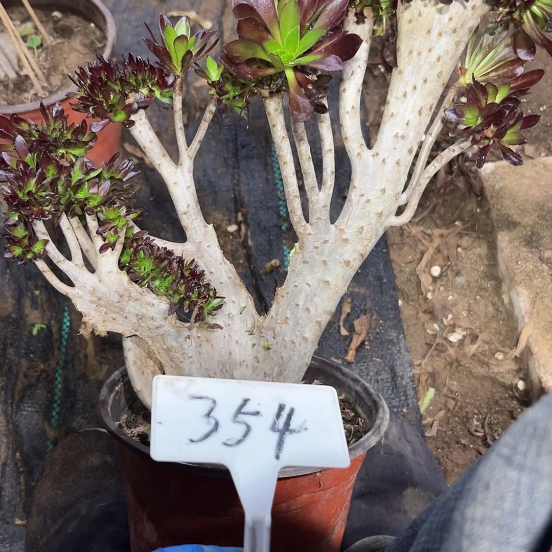 多肉植物黑法师缀花354