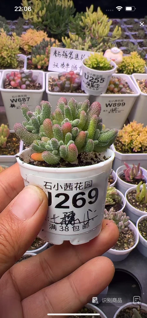 七-冰晶-多肉植物枝干番杏