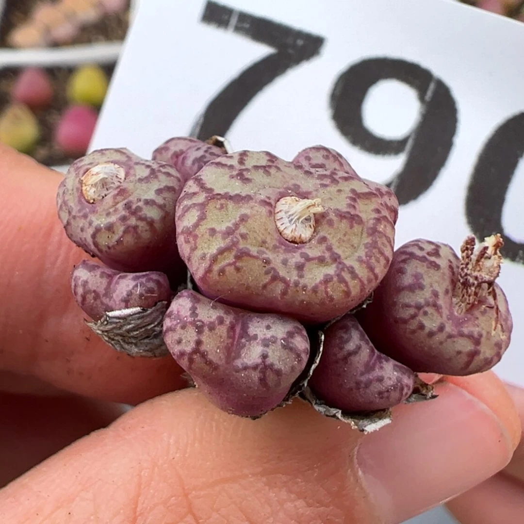 2.16好看的多肉790