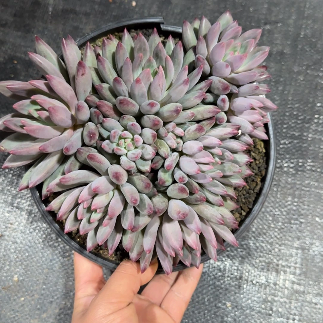 虞美人多肉植物一物一拍