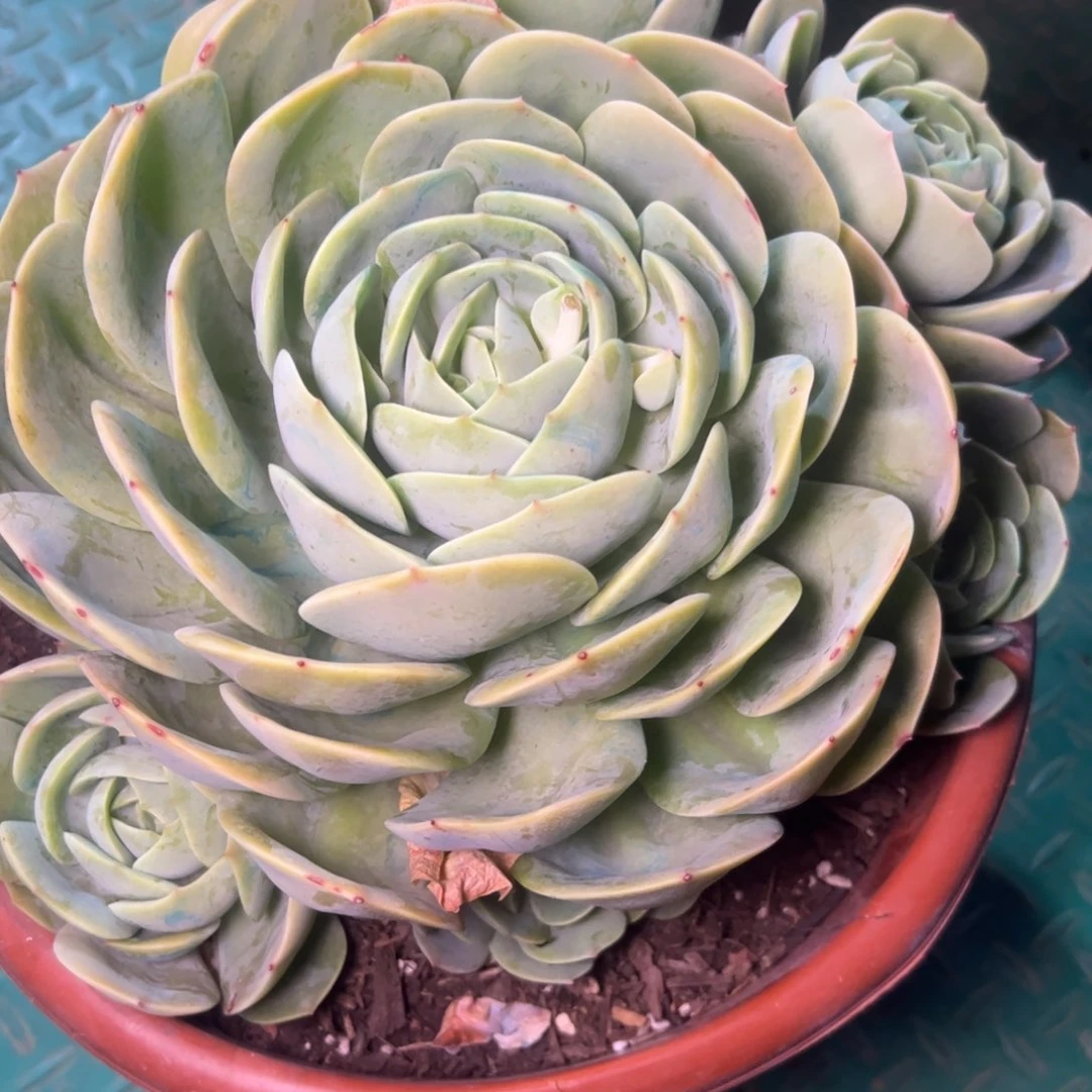 碧桃杂交，一物一拍