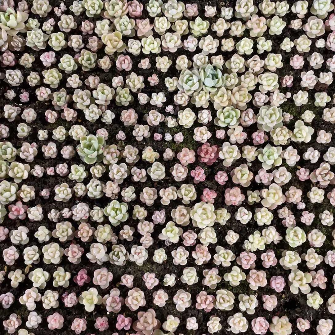 堇w系列珍妮混一物一拍276