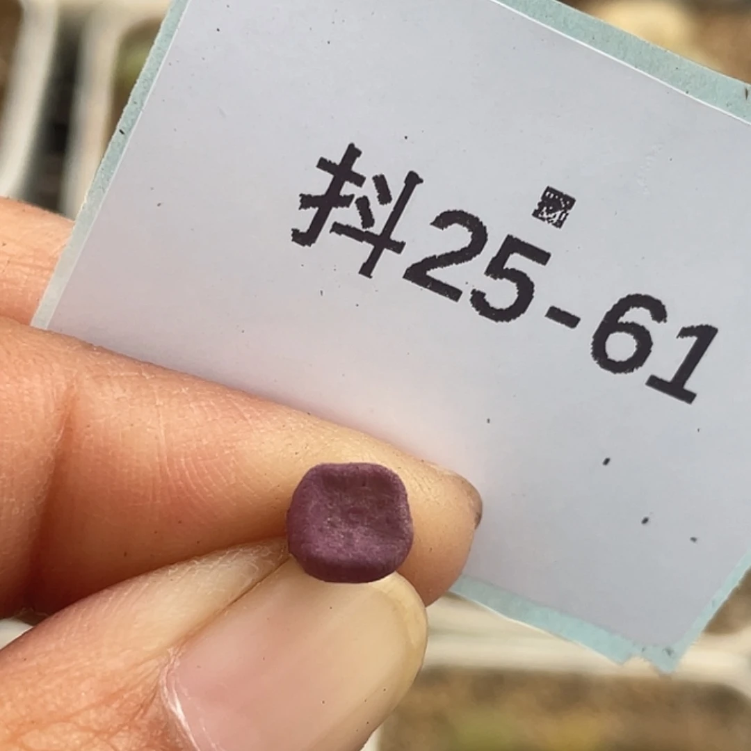 25-61方碗多肉植物