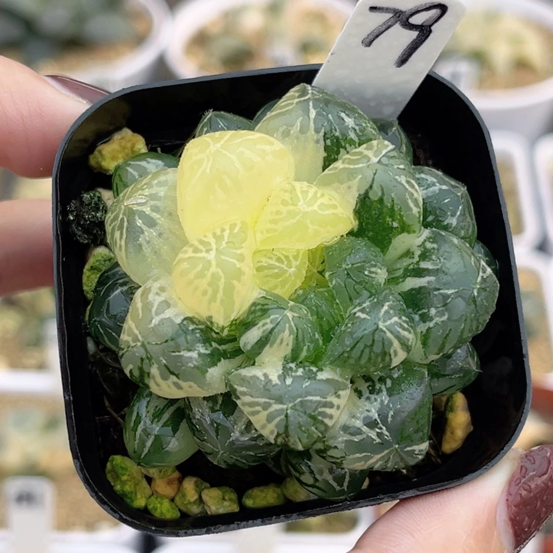 79大窗塑料皮玉露锦福利专场