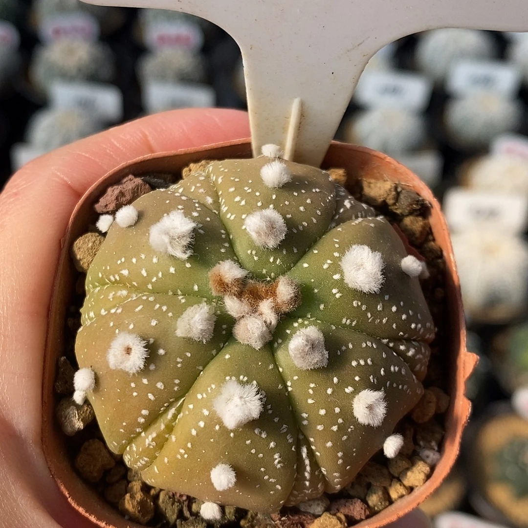 079六愣复愣兜福利来