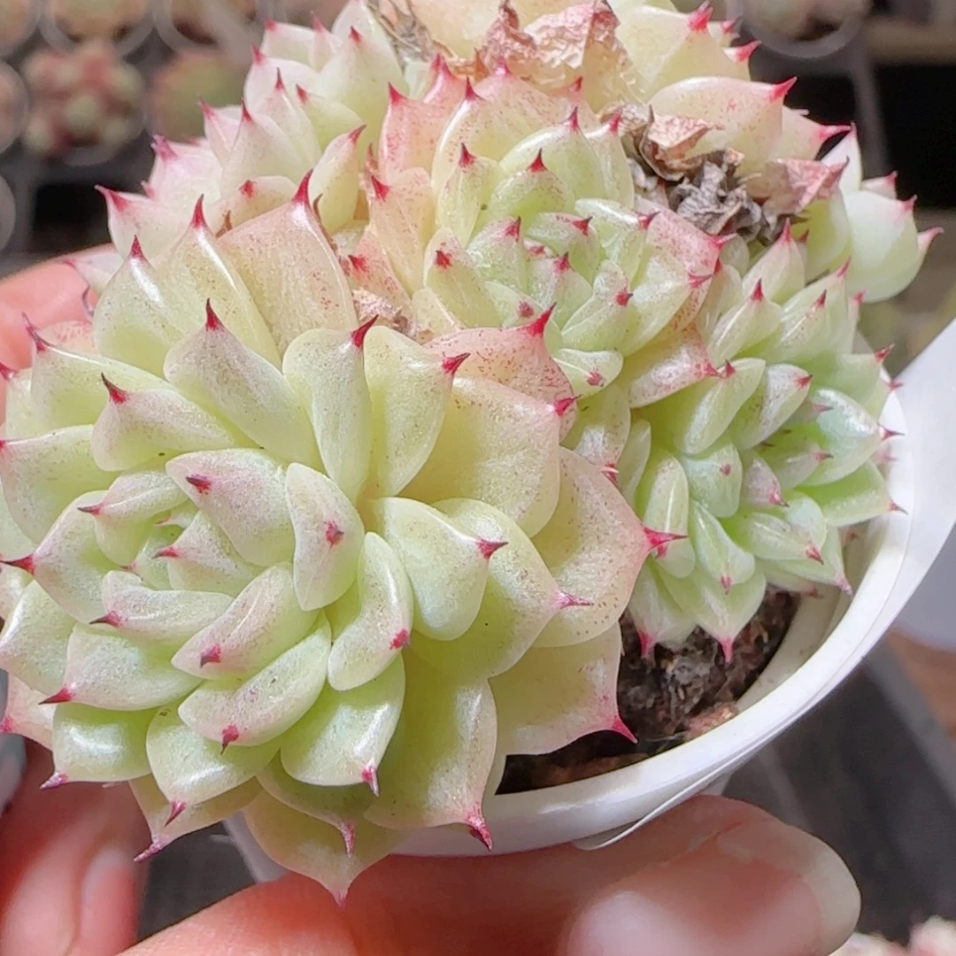 花语多肉1217-141绿魔散