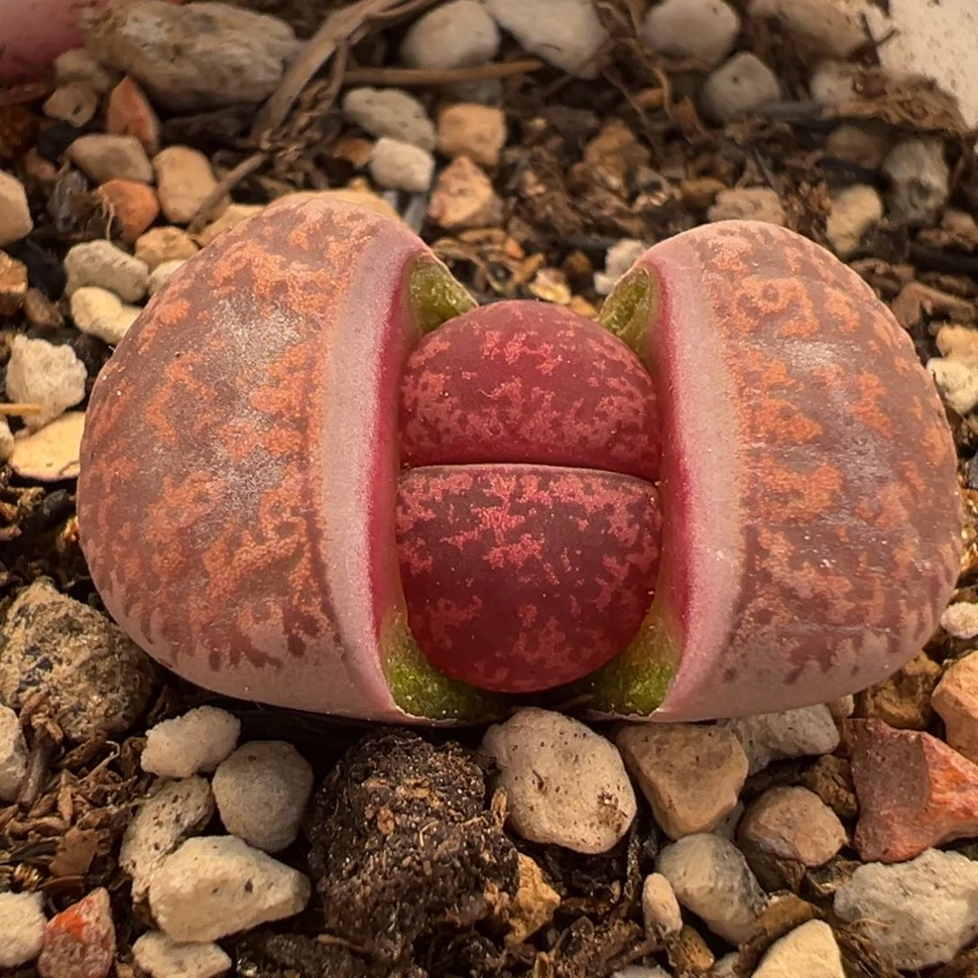 741多肉植物种类多样