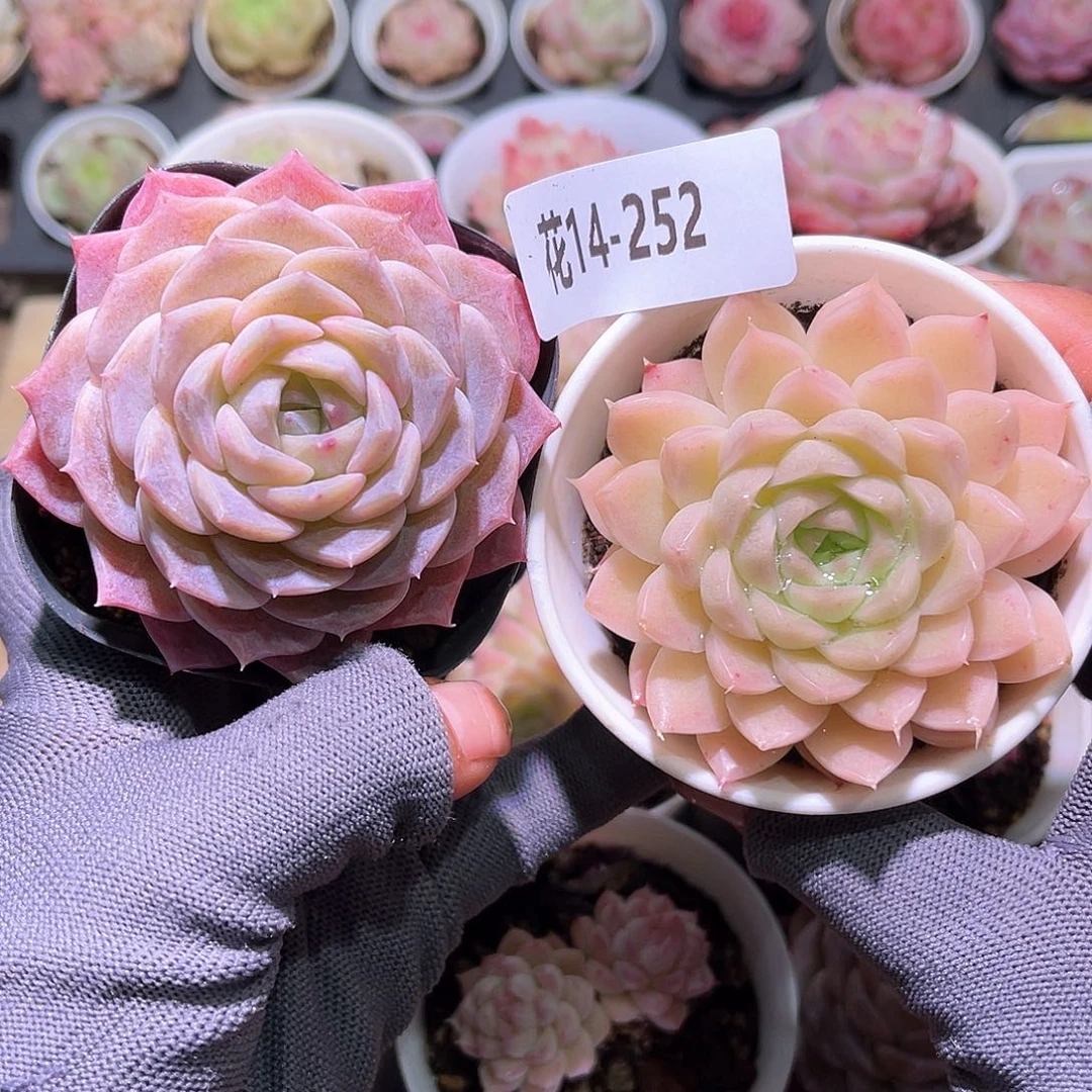 花14-252纯爱➕麦秆