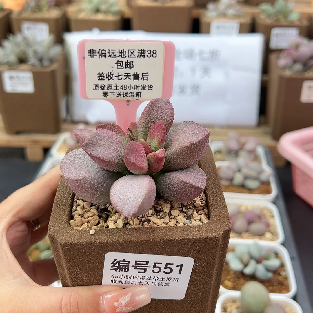 吴****5551赛猪干多肉植物