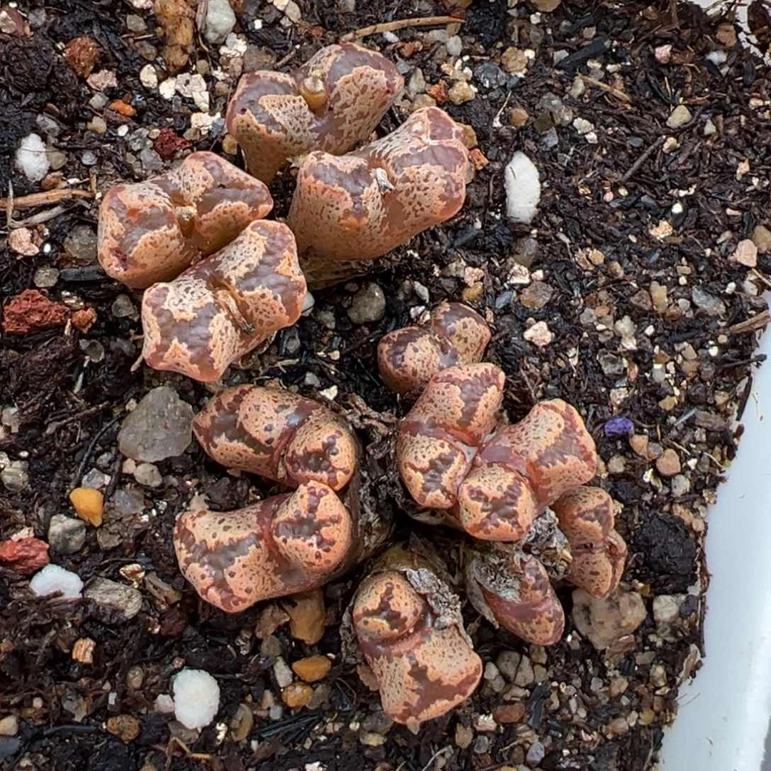 1.20好看的多肉605