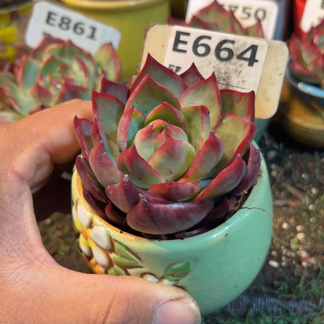 惊鸿一瞥664号多肉