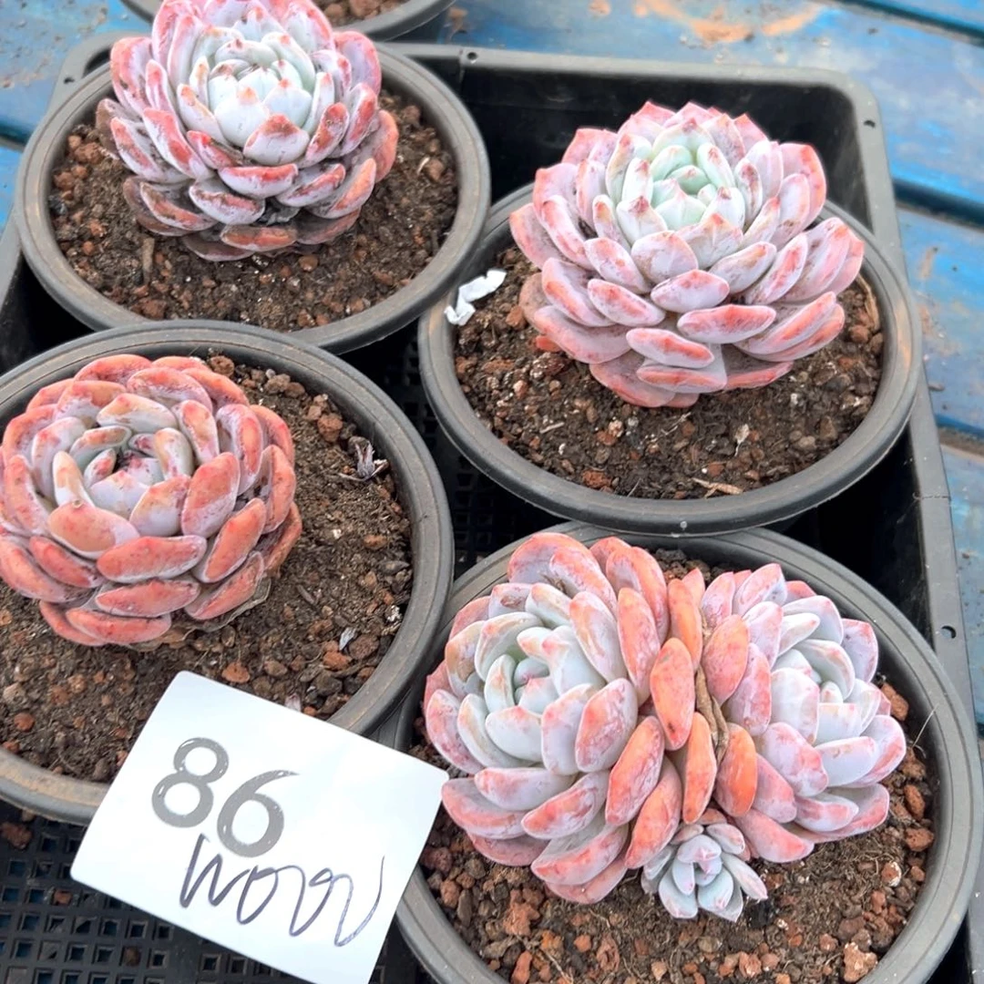 w****o86-？晨cv吃吧吃