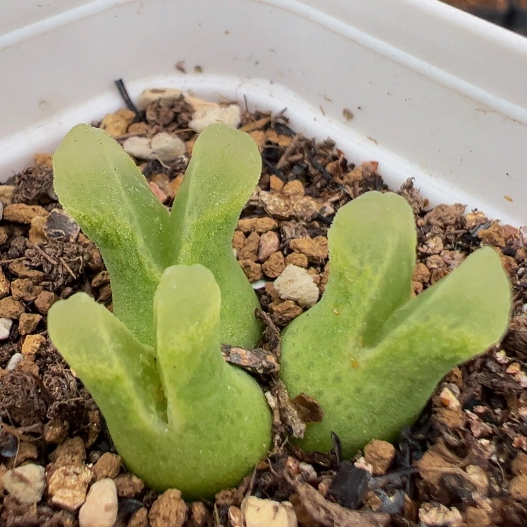 49多肉植物百科冰风铃
