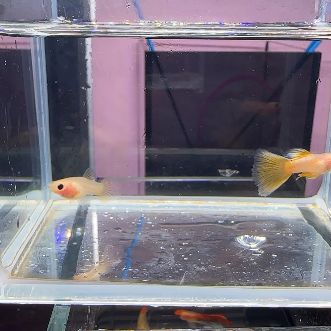 孔雀鱼短体粉猫幻彩一对！！