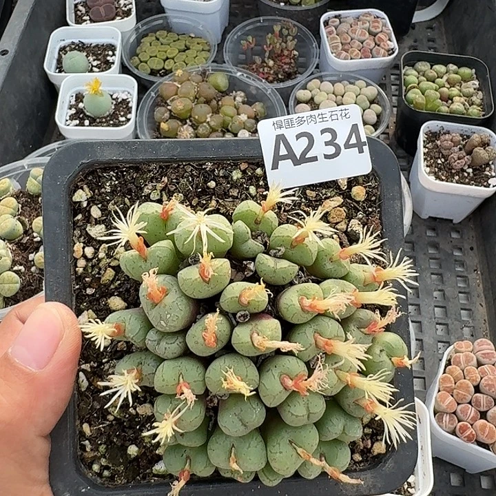 234多肉植物多肉植物