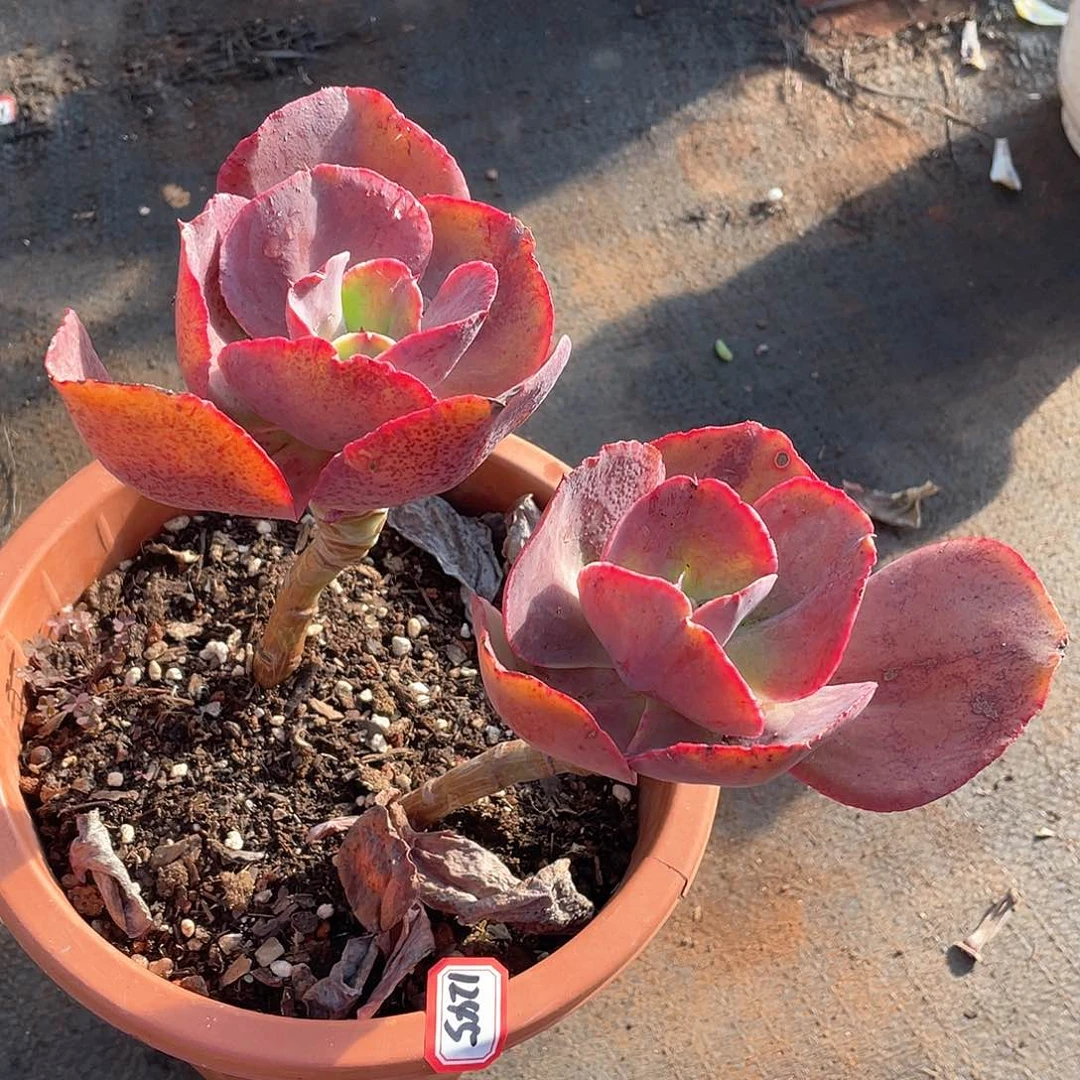 1245包菜一物一拍多肉