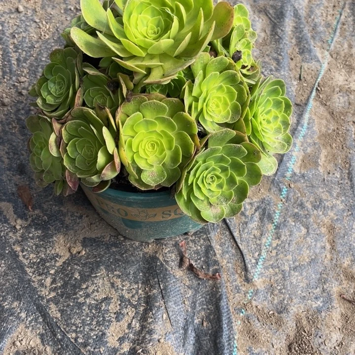 410雨荷多肉植物法师