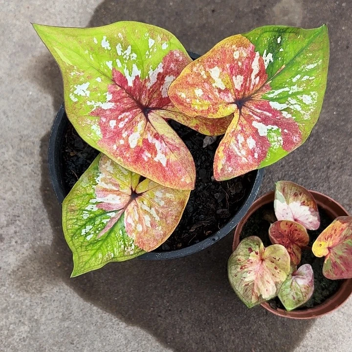 A***商35-1213两颗彩叶芋广东现货