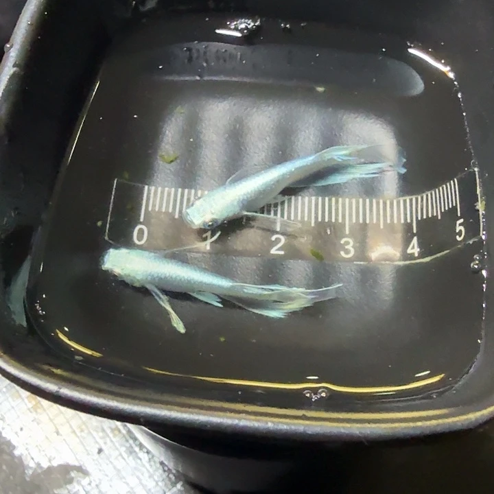 海水鱼8号拍品真长鳍天使