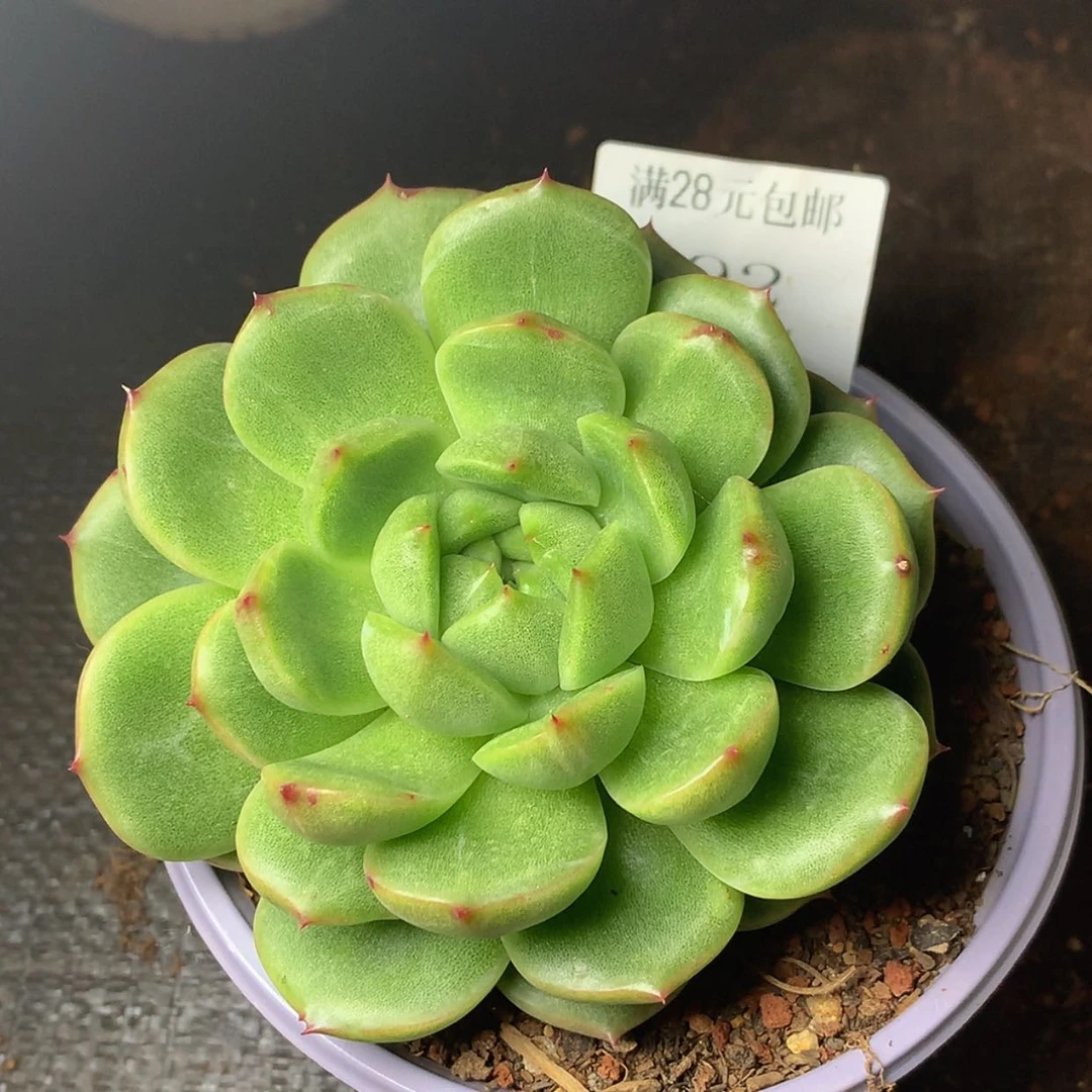 【闪购商品】云92号