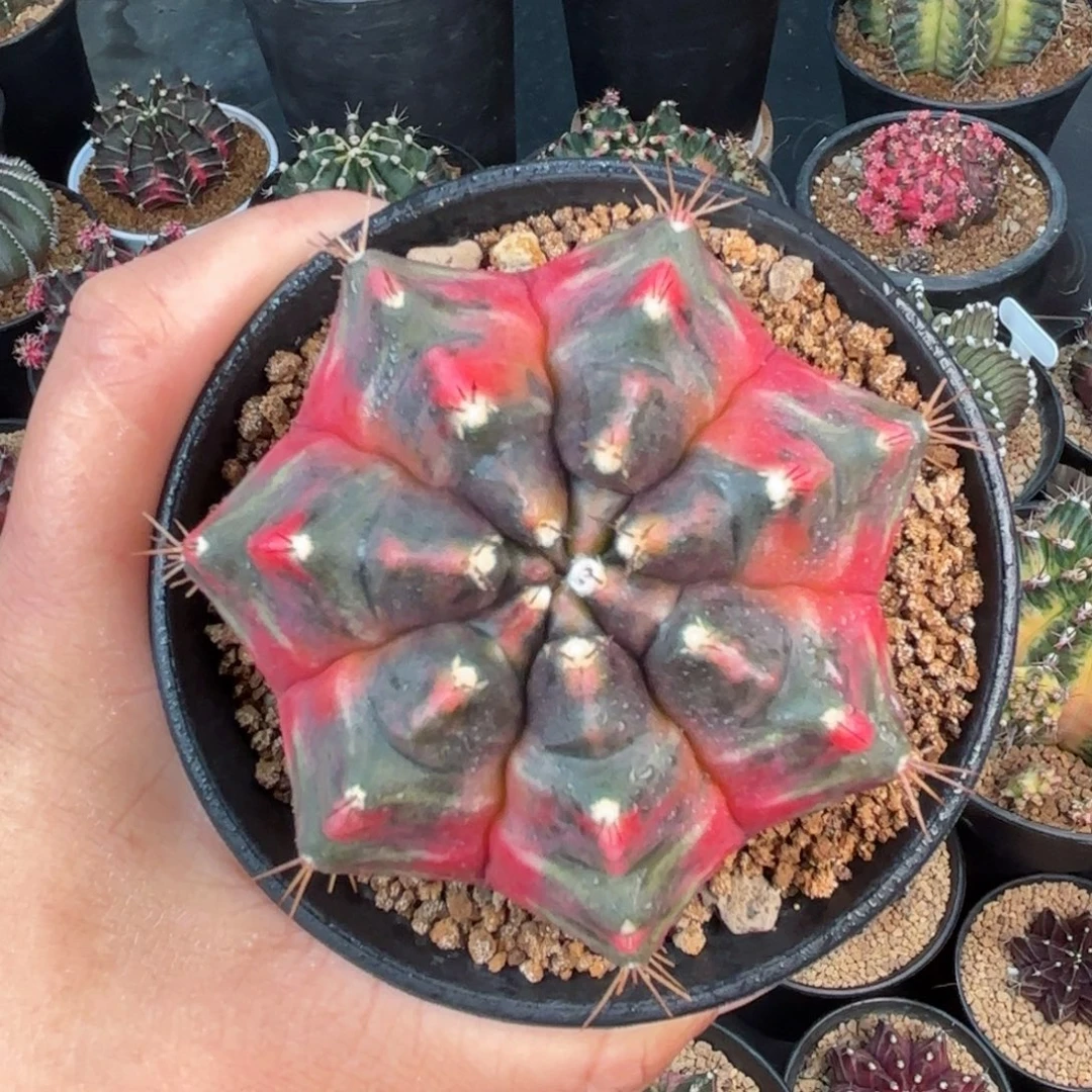 泰系米哈实生仙人球209