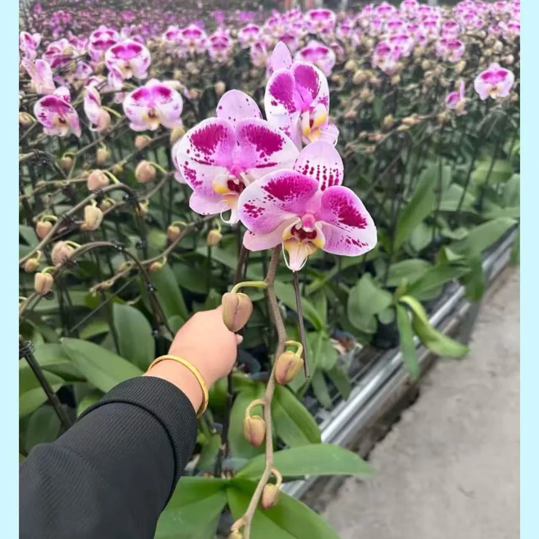 彩虹熊猫，3.5寸杯成熟新苗，无花无梗，蝴蝶兰盆栽大苗