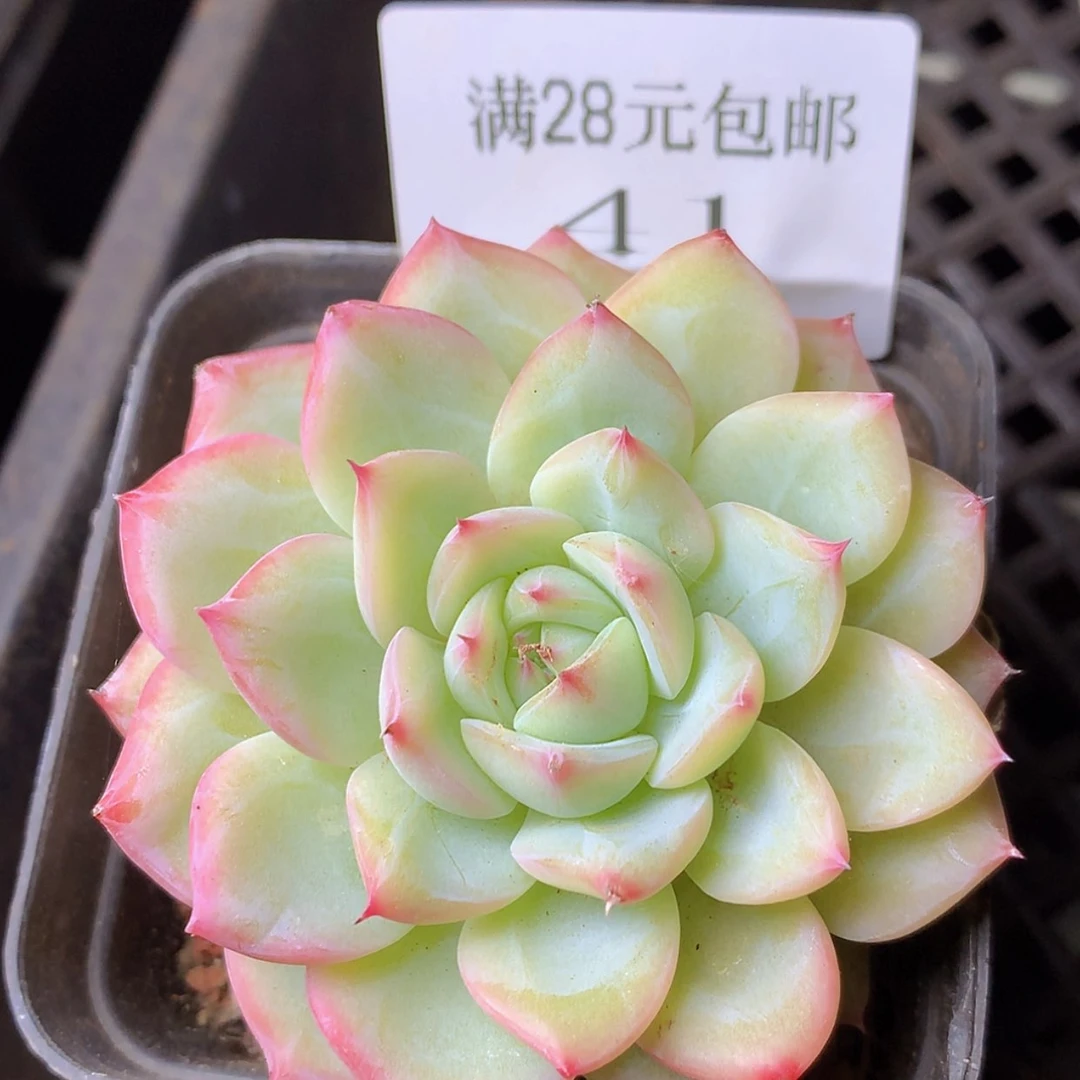 【闪购商品】云41号