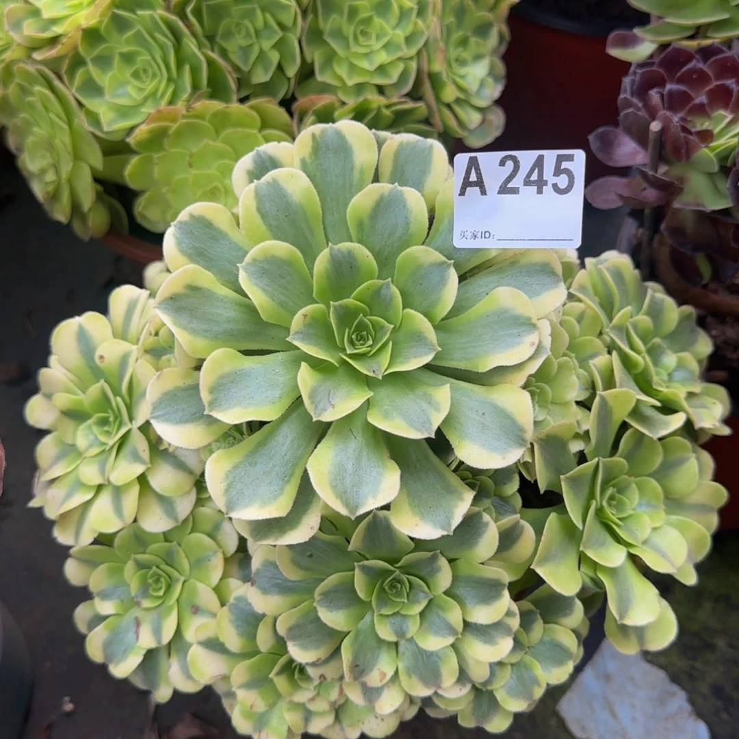 245。