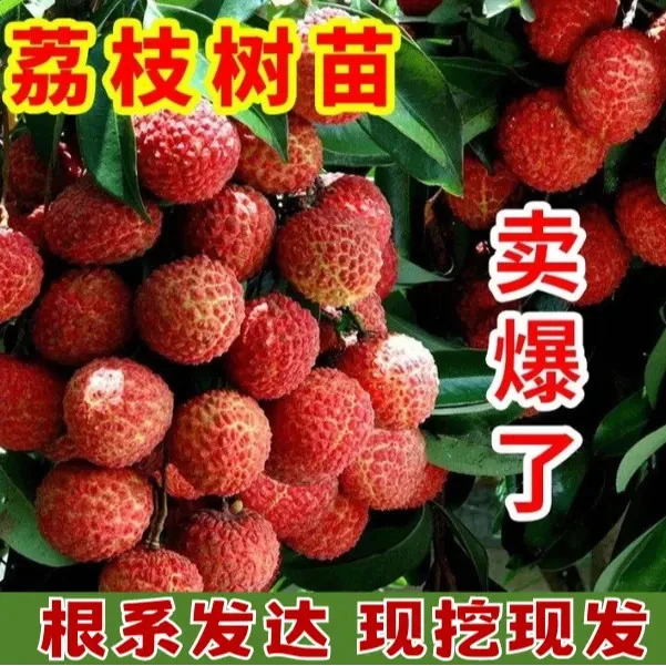 【正宗荔枝树苗】盆栽地栽阳台庭院种植无核 荔枝苗果树苗