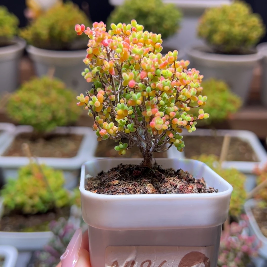 28蜜橘一物一拍带盆土发货