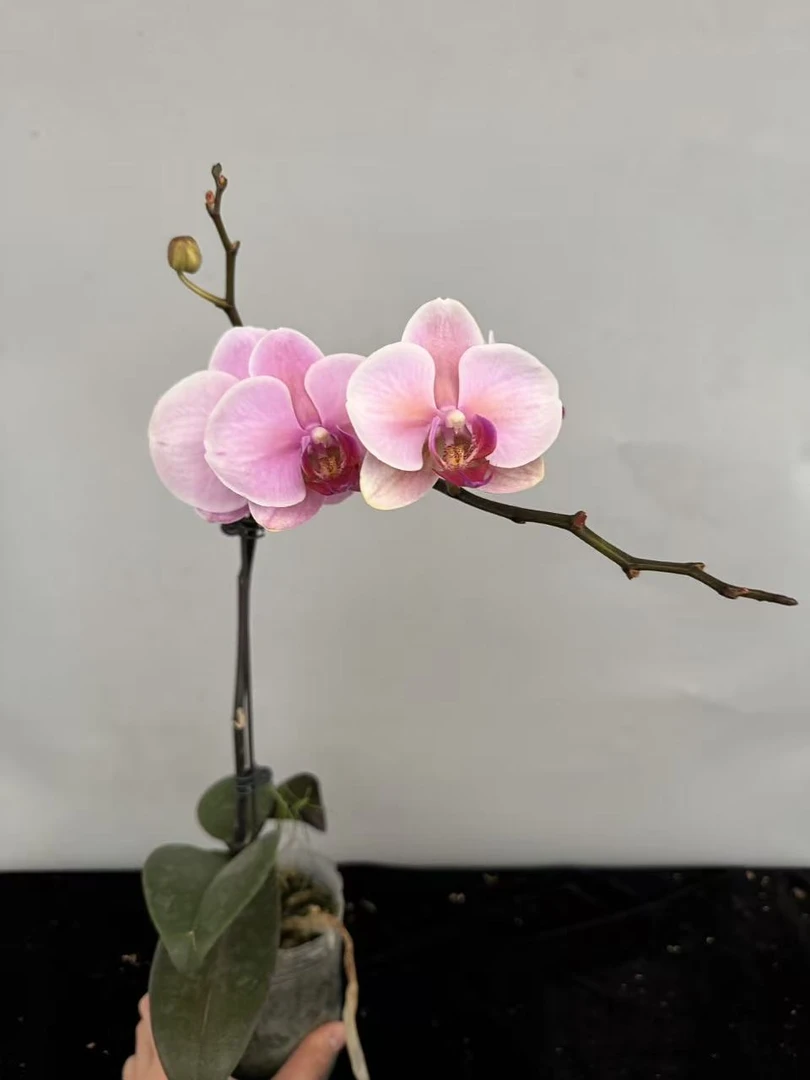 蝴蝶兰【金粉世家】当苗不剪花剑叶心剑轻微掉苞室内花花基地直发