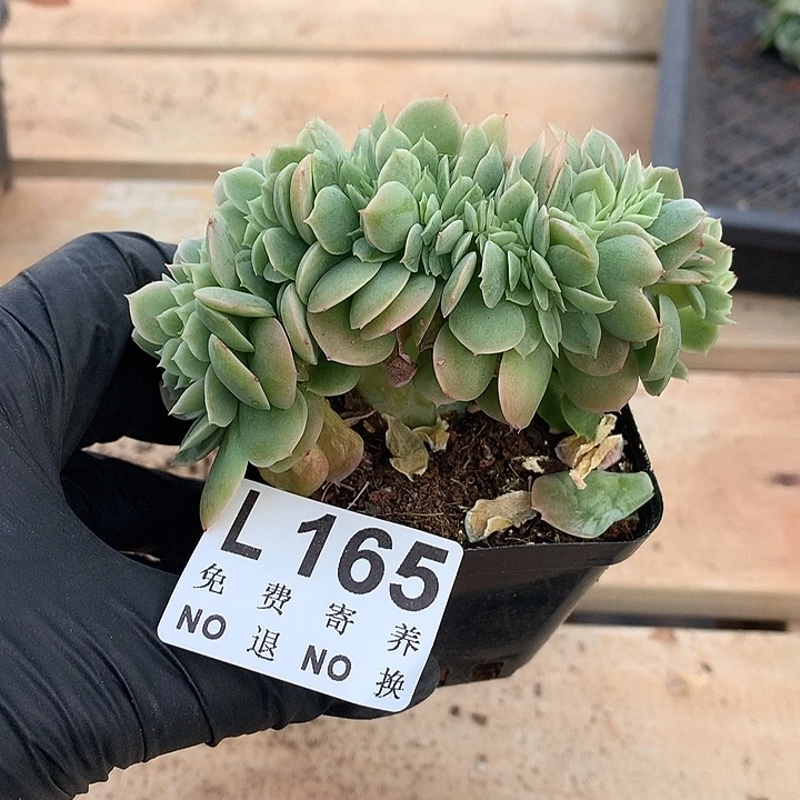 星娜塔缀化 可能会有侧切