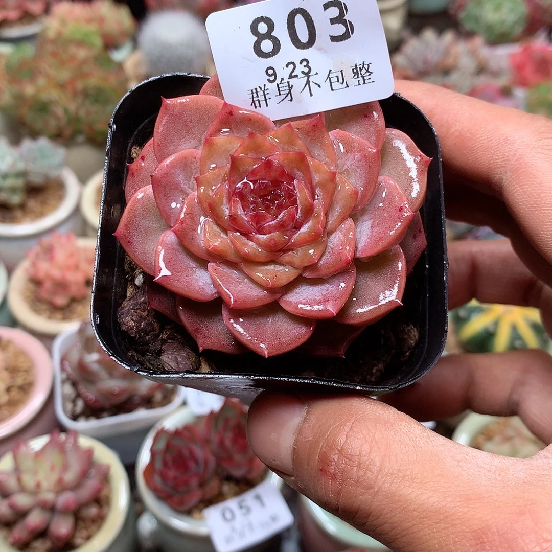 精控拇指盆9.23803