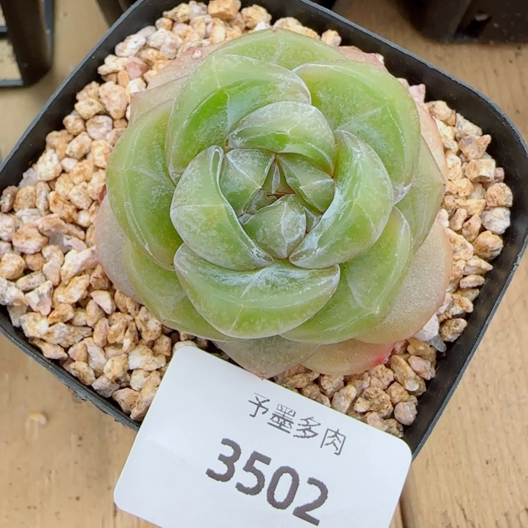 红皇后，3502多肉植物