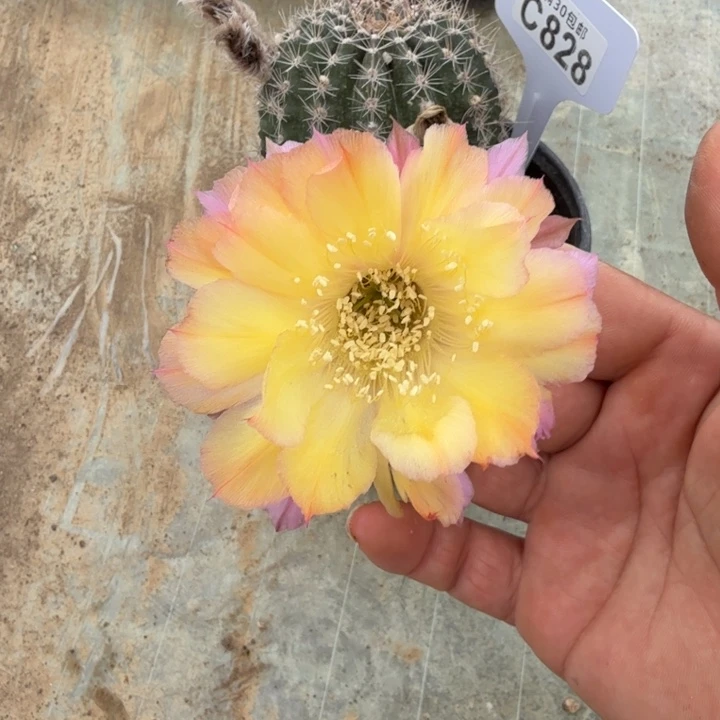 花纹福利特价C828