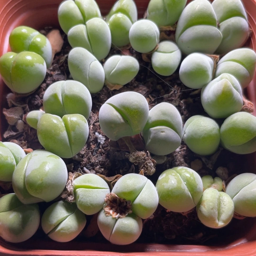 今晚大盆特价更新～无比玉