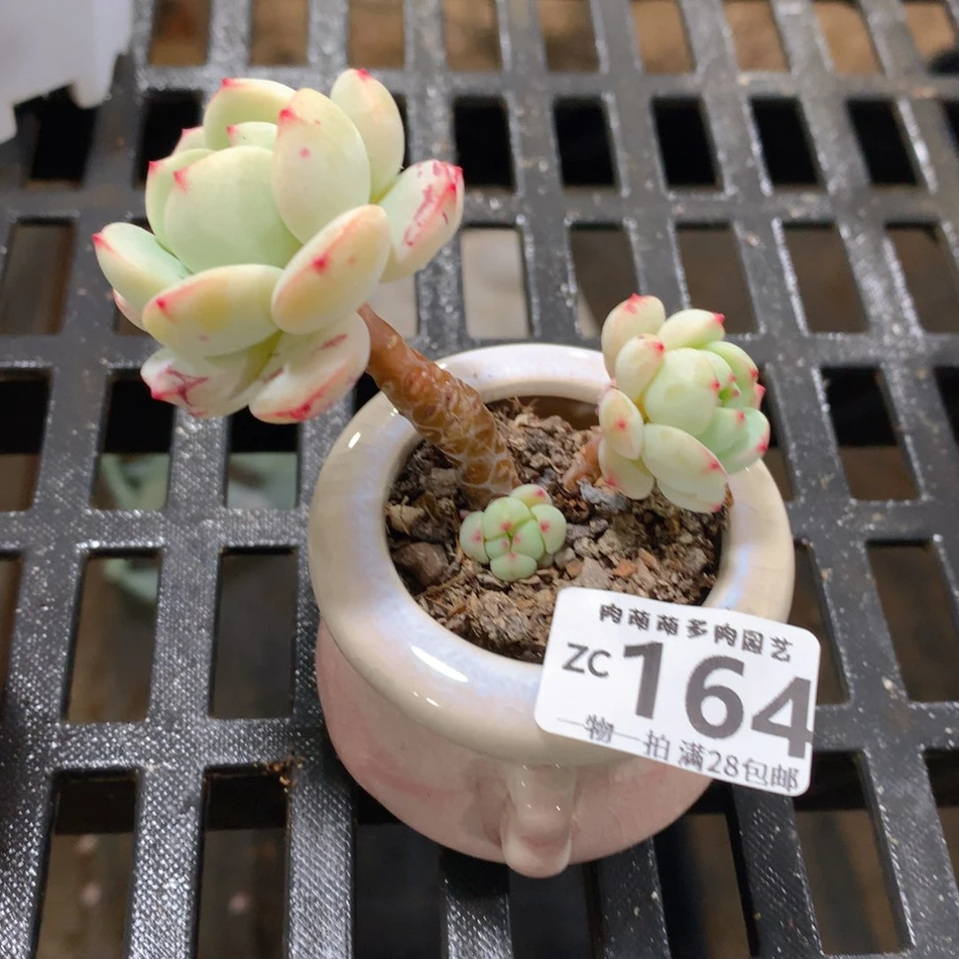 肉萌萌拇指盆精控多肉ZC164